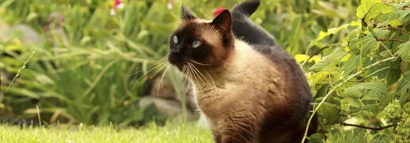 Photo d'un chat siamois