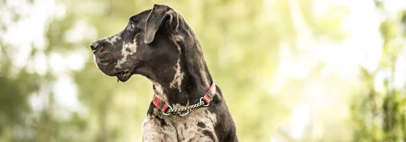 Photo d'un chien Dogue Allemand