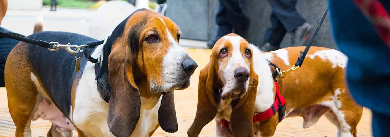 Photo d'un chien Basset Hound