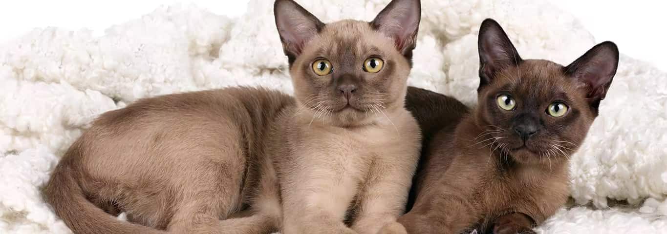 Photo d'un chat birman