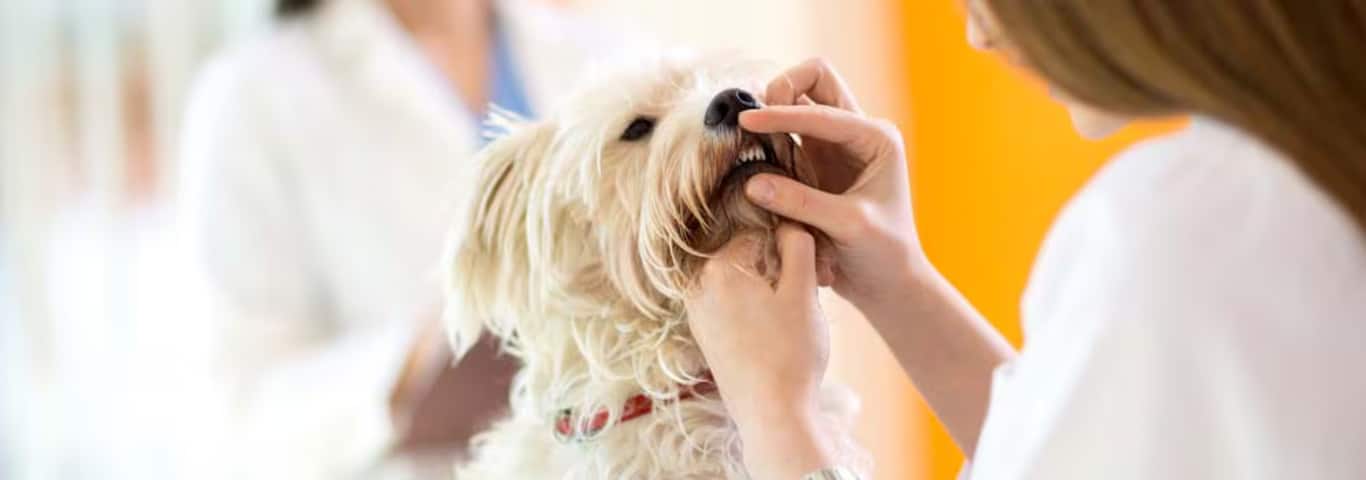 Photo d'un chien maltais