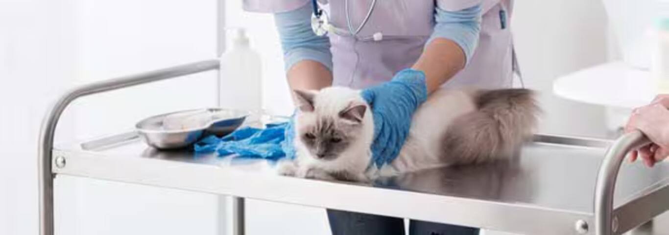 Photo d'un chat Ragdoll