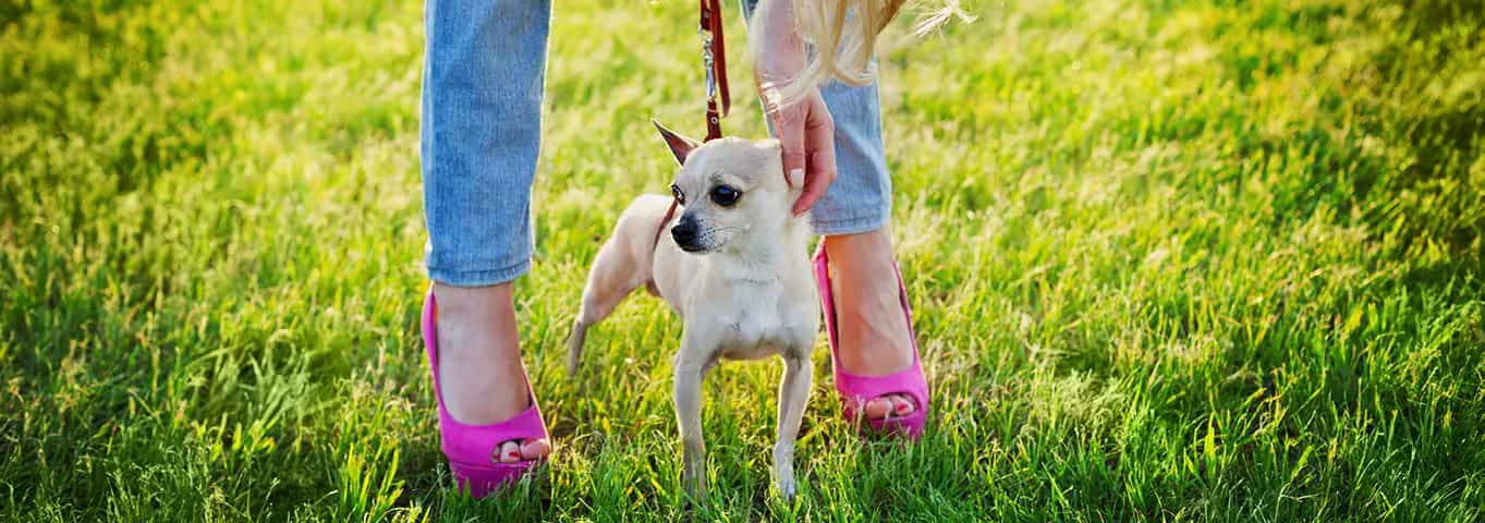 Photo d'un chien Chihuahua