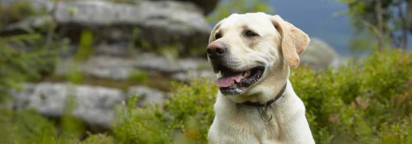 Photo d'un chien Labrador Retriever