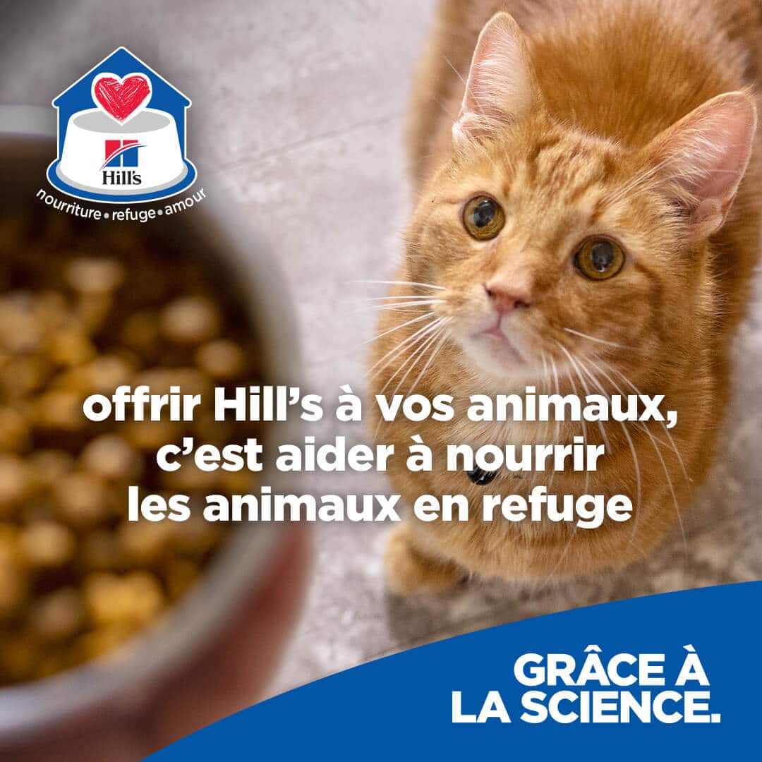 Cat option 1