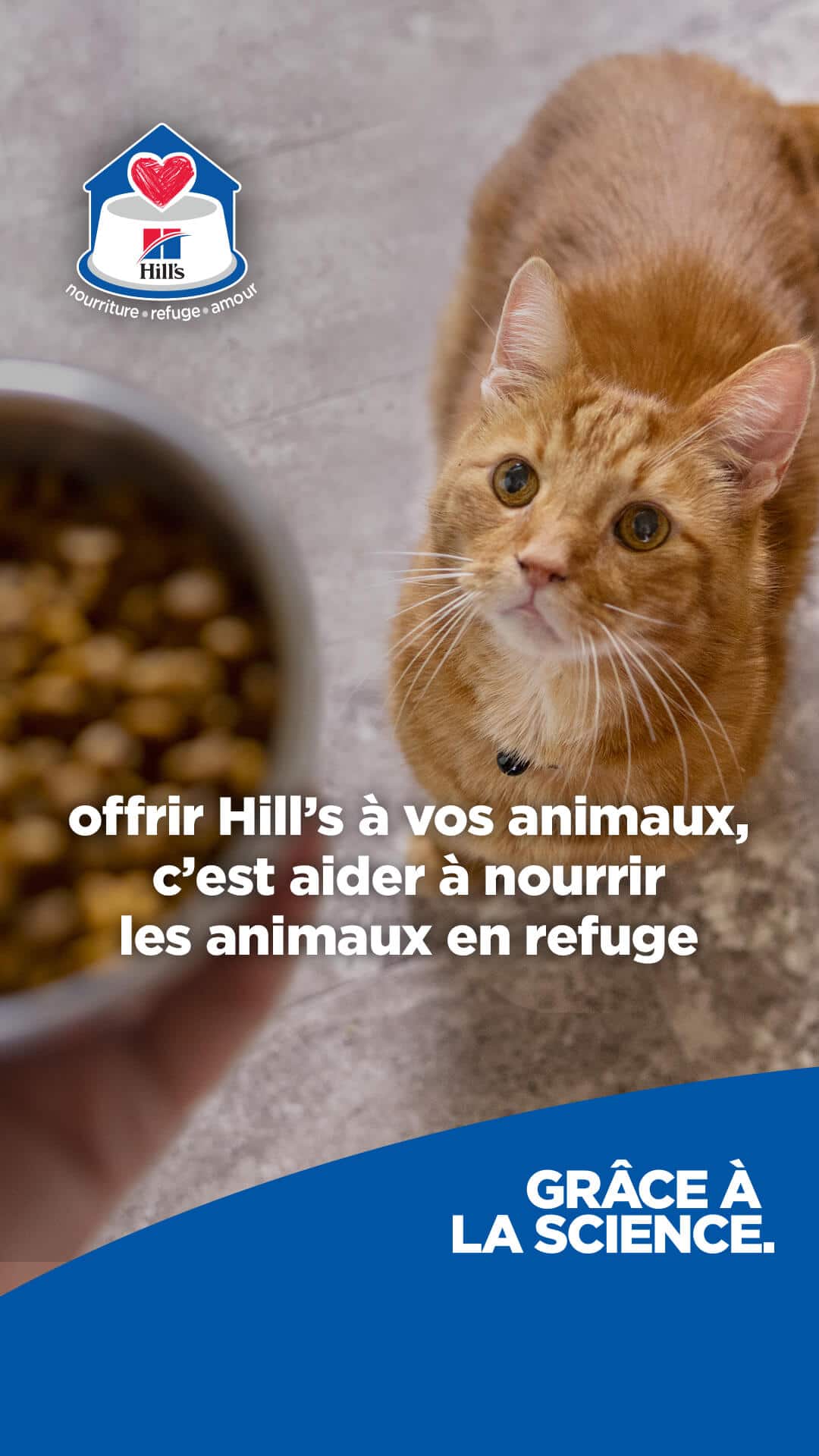 Cat option 2