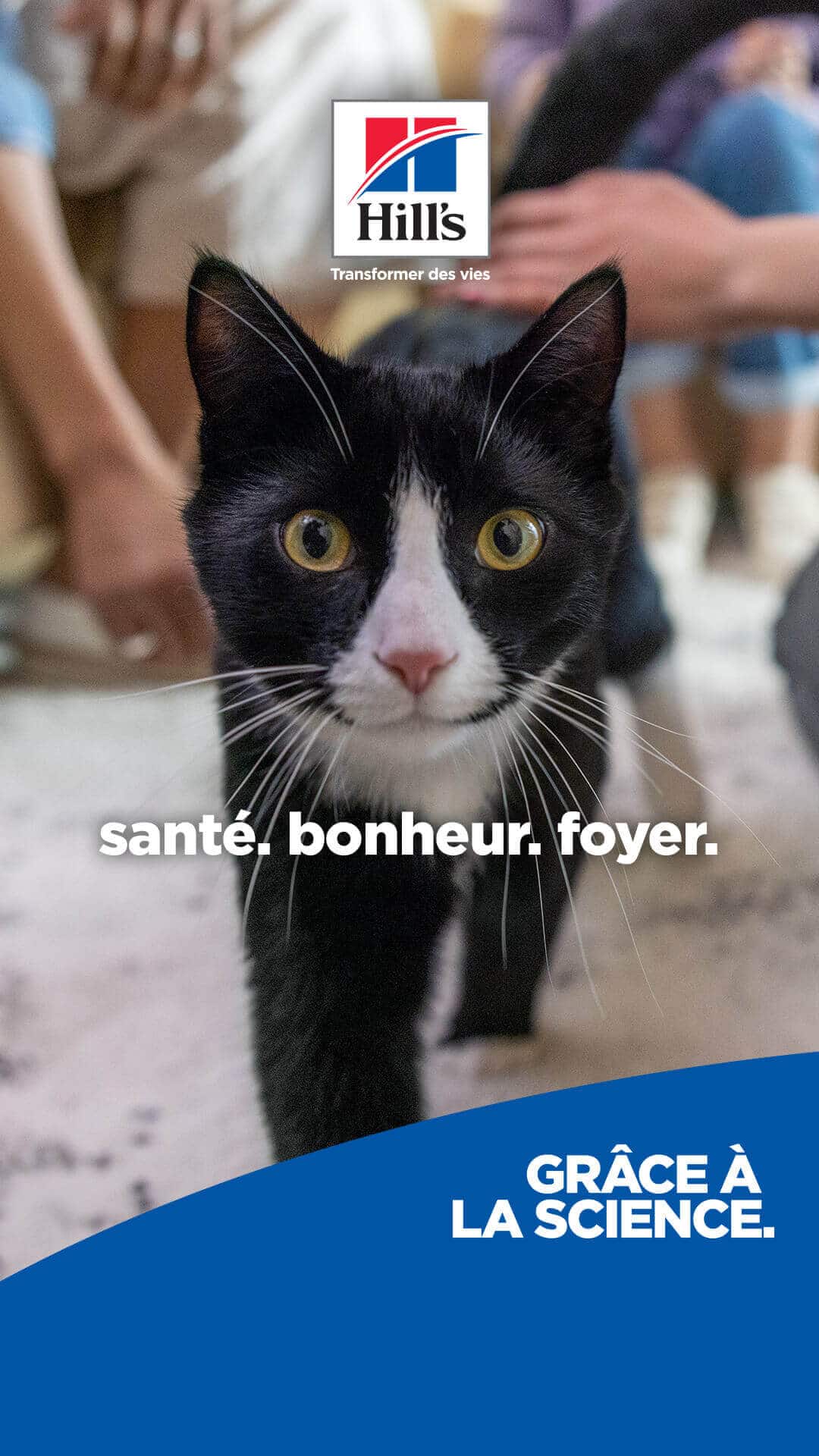 Cat option 3