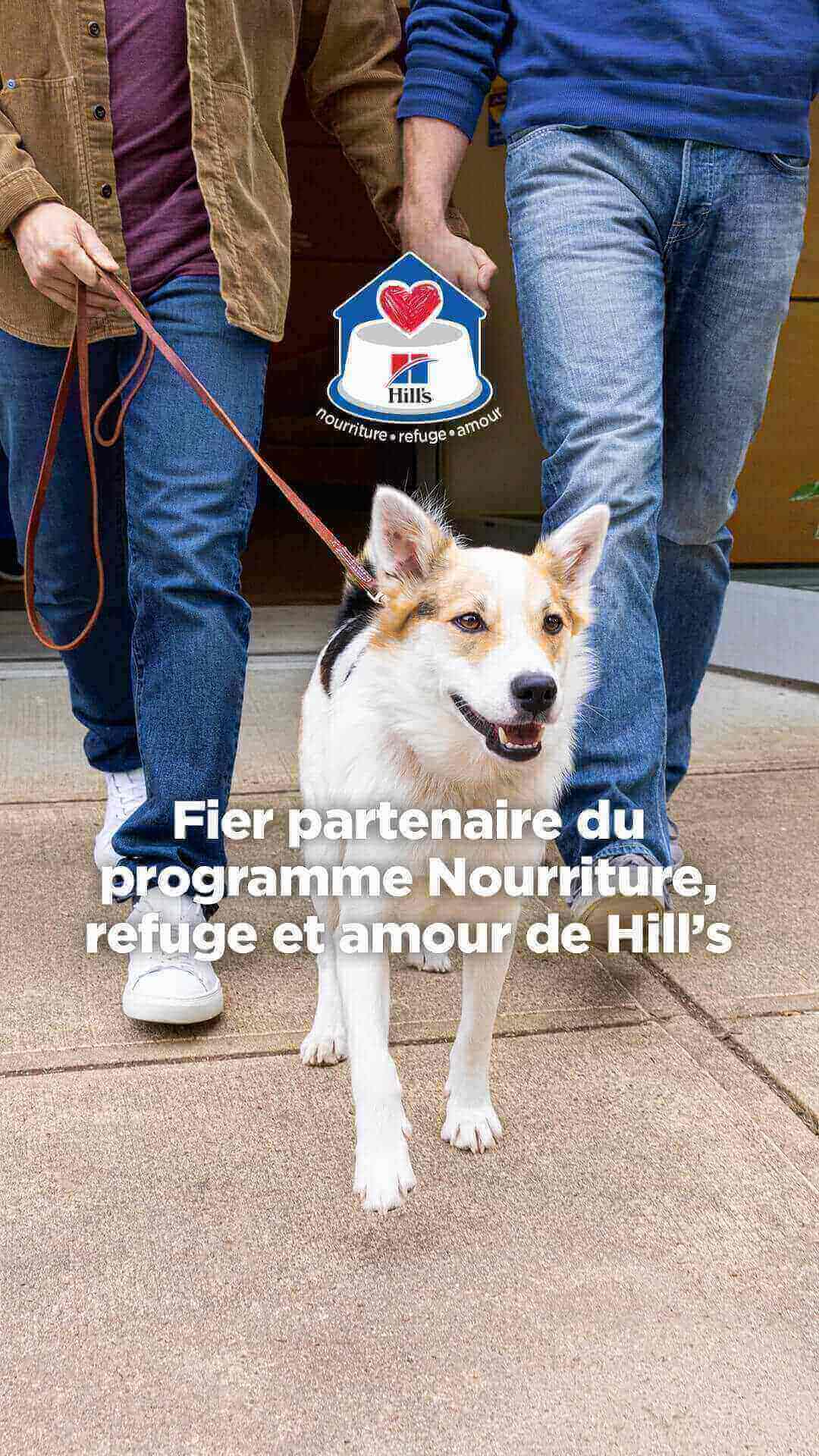 Dog option 1