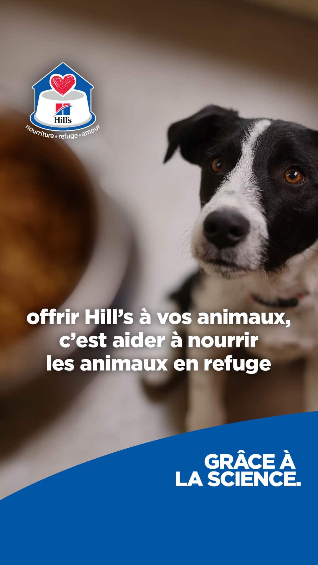 Dog option 2
