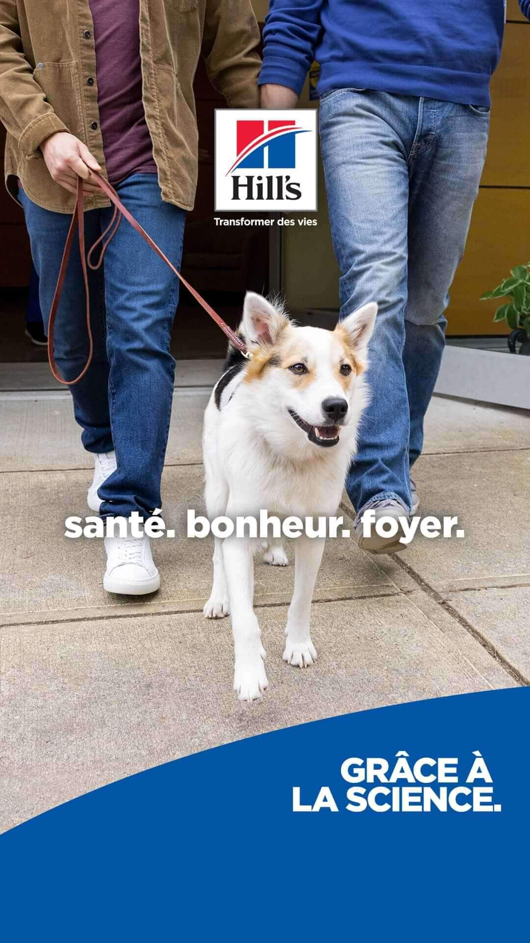 dog option 3