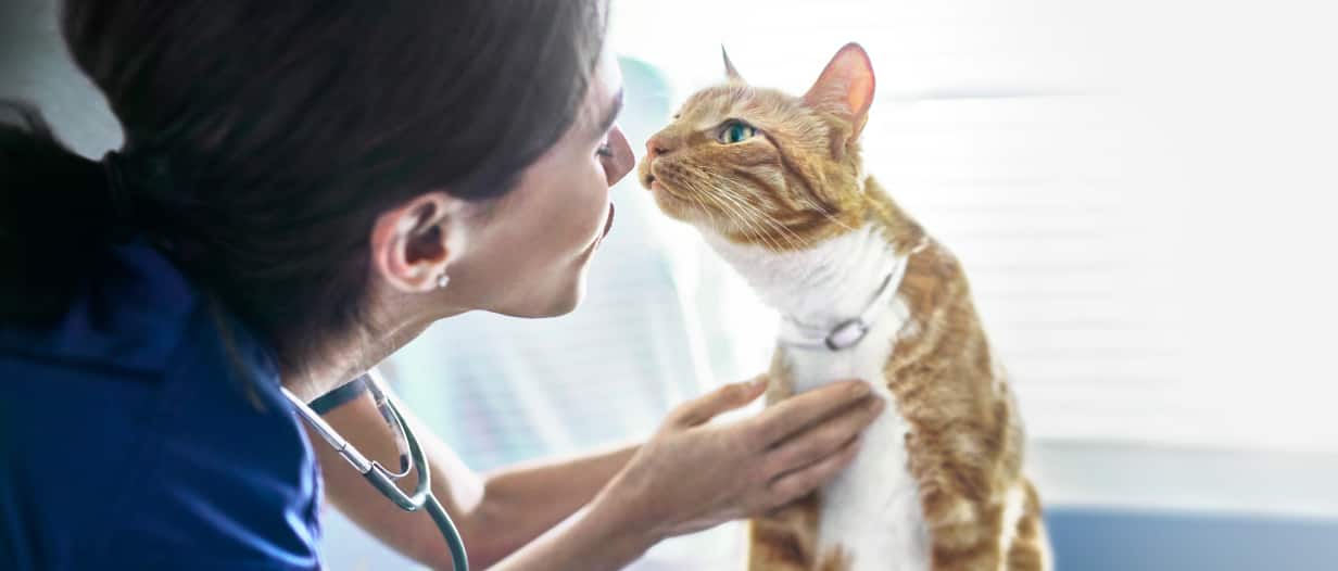 A woman kissing a white and orange cat's nose