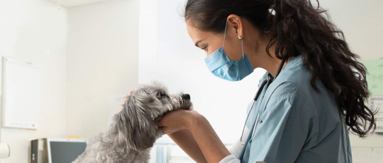 A woman petting a grey and black dog
