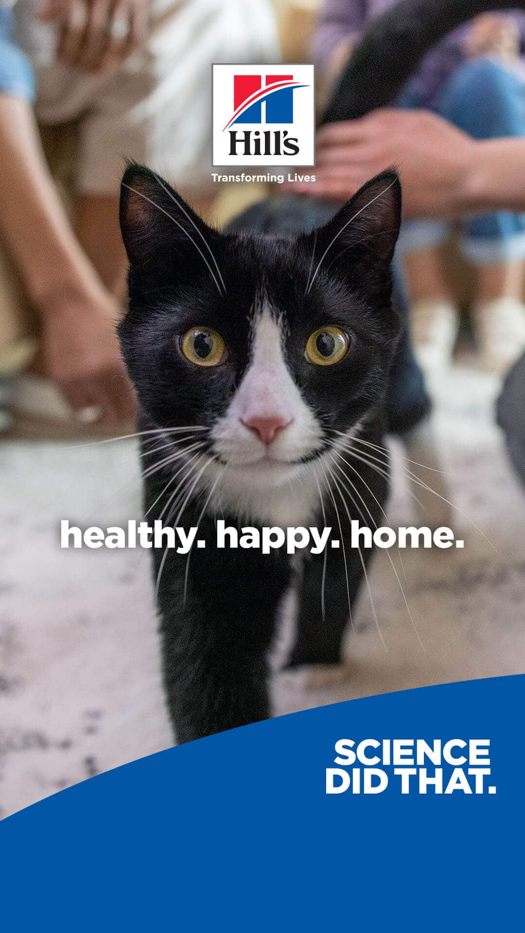 Cat option 3