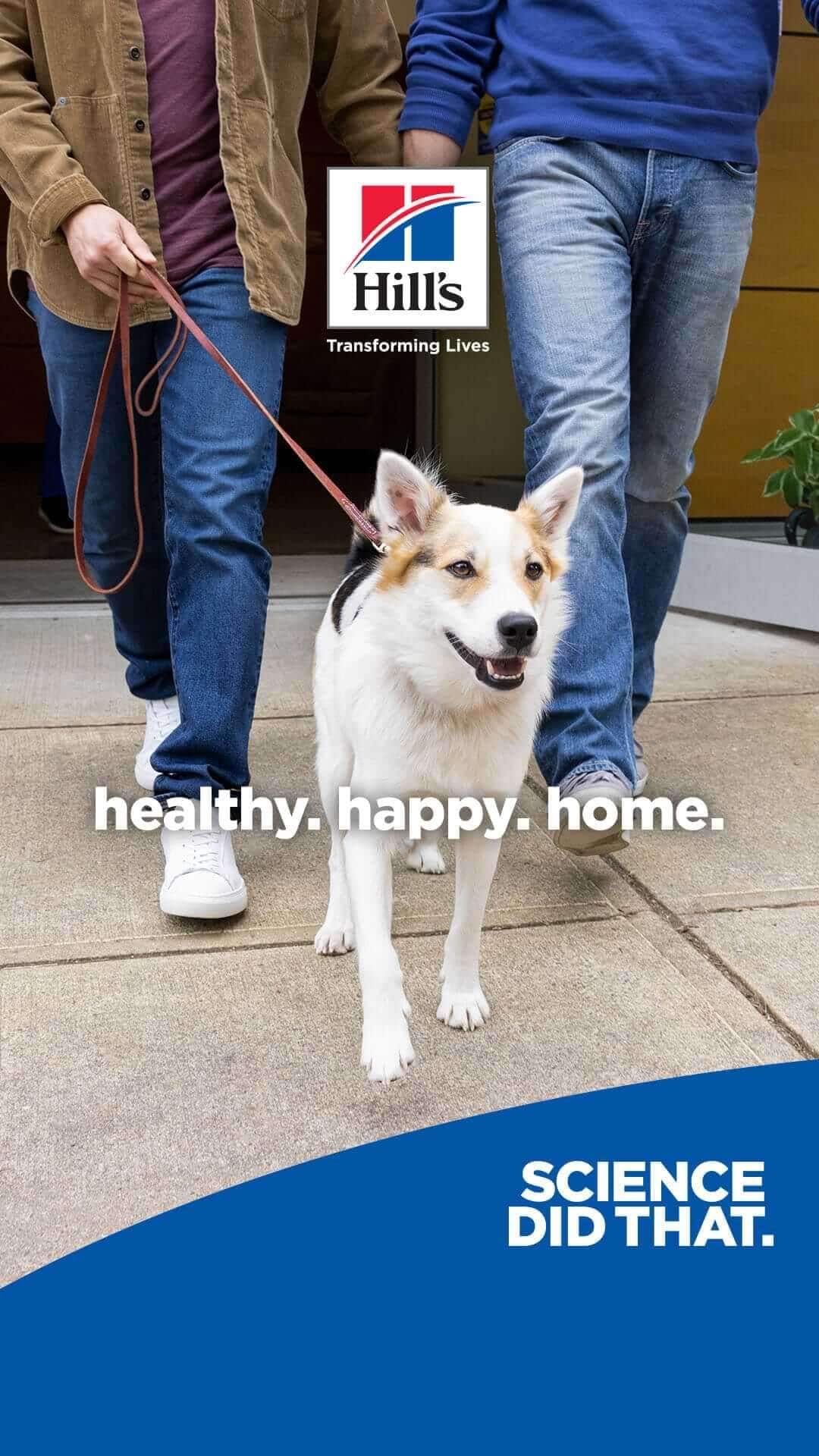 dog option 3