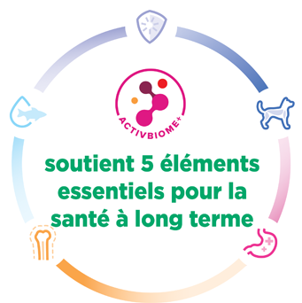 Infographie des 5 éléments constitutifs essentiels à la santé des chatons