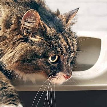 Brown cat stepping out of a litterbox