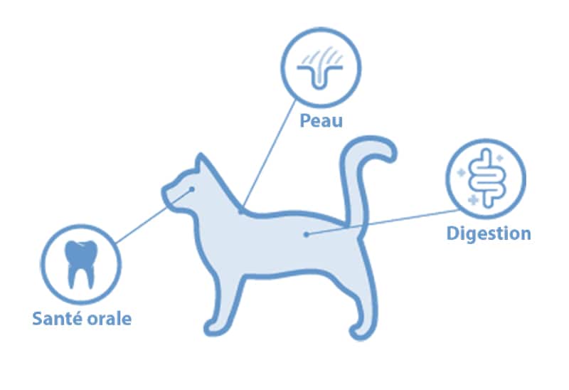 Microbiome du chat