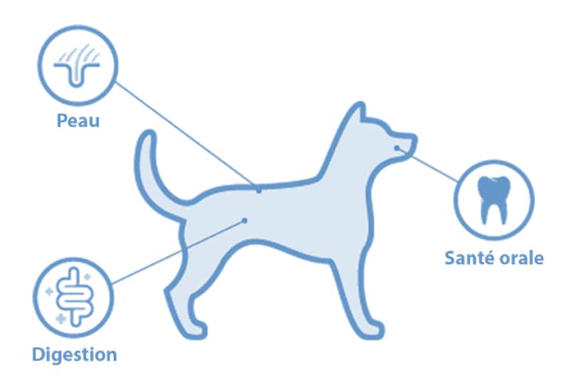 Microbiome du chien