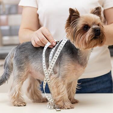 veterinarian measuring dog size