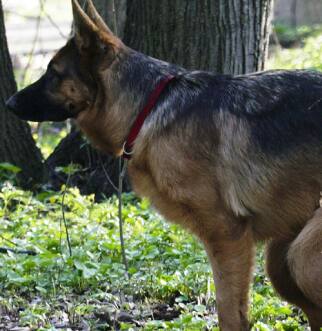 German Shepherd squatting