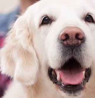 Golden Retriever in front of humans
