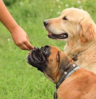 Woman feeds two dogs at park