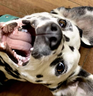 Close up of Dalmatian smiling lying on back