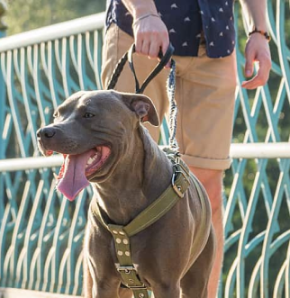 Man and Woman Walk Tow Dogs on Leashes