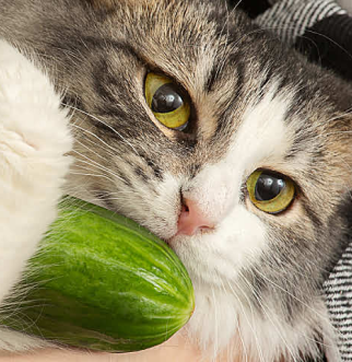black and white cat holding cucumber