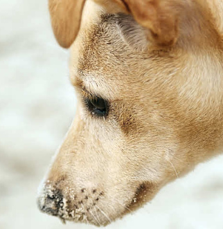 yellow dog with red collar looking down