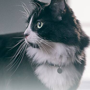 Black and white furry cat size 3