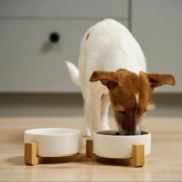 A dog eats from a bowl on the floor
