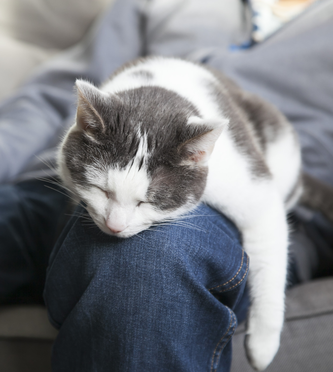 cat sleeping