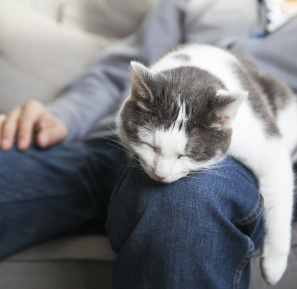 cat sleeping