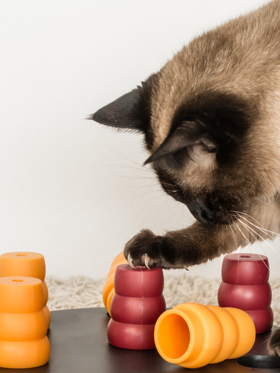 cat playing