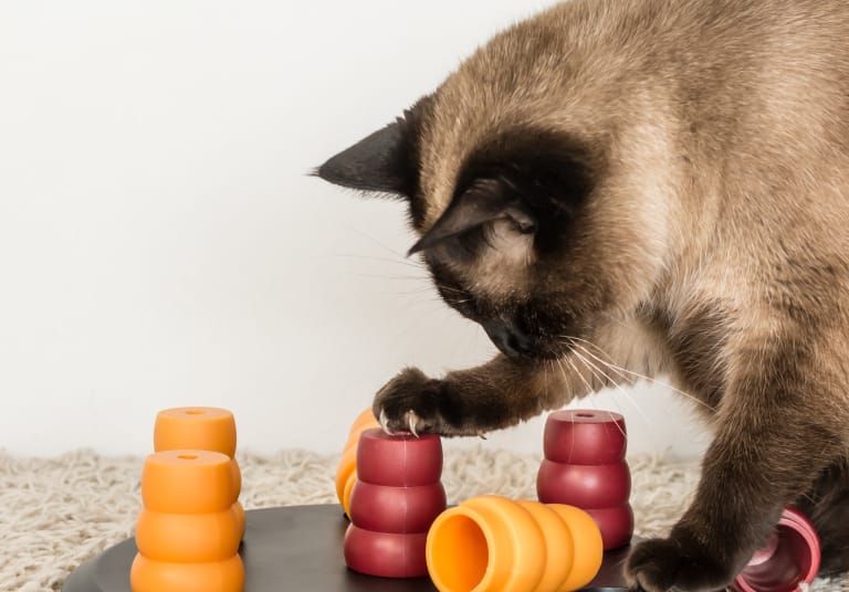 cat playing