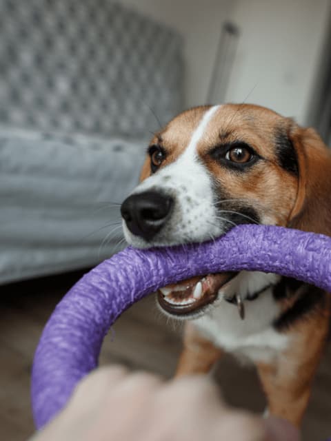 dog playing