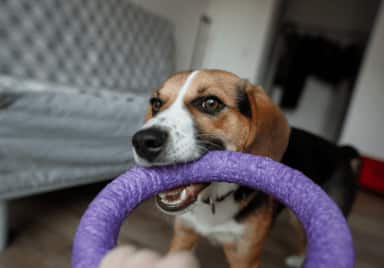 dog playing