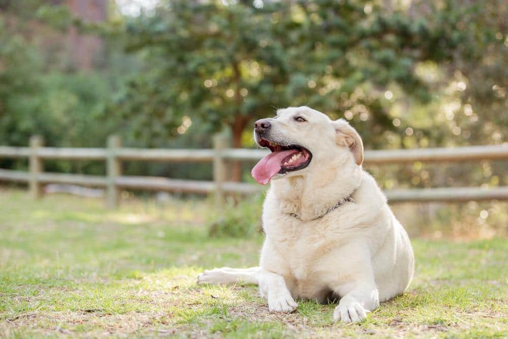 obese dog sitting and panting